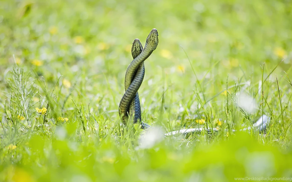 HD Snakes Wallpapers And Photos