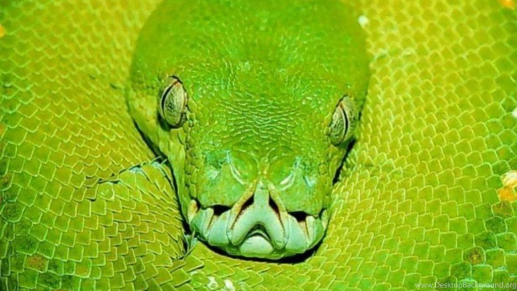 Snakes Green Snake Reptiles Hd Wallpapers (