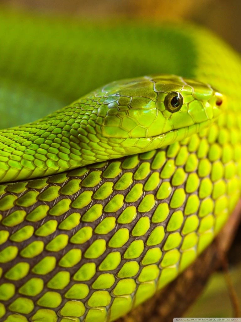 Green Snake Macro HD Desktop Wallpapers : High Definition ...