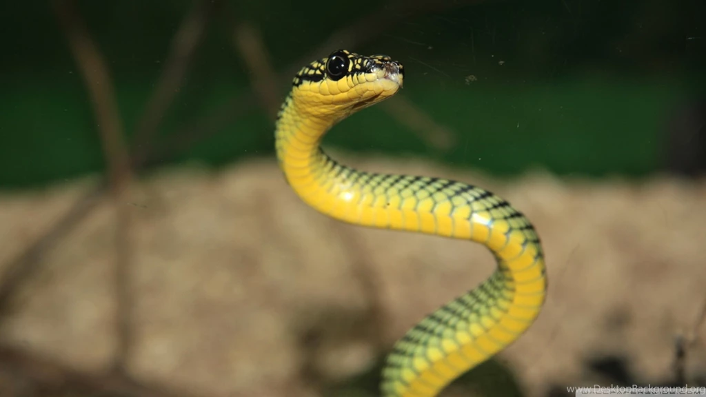 Download Green And Yellow Snake Wallpapers 1920x1080