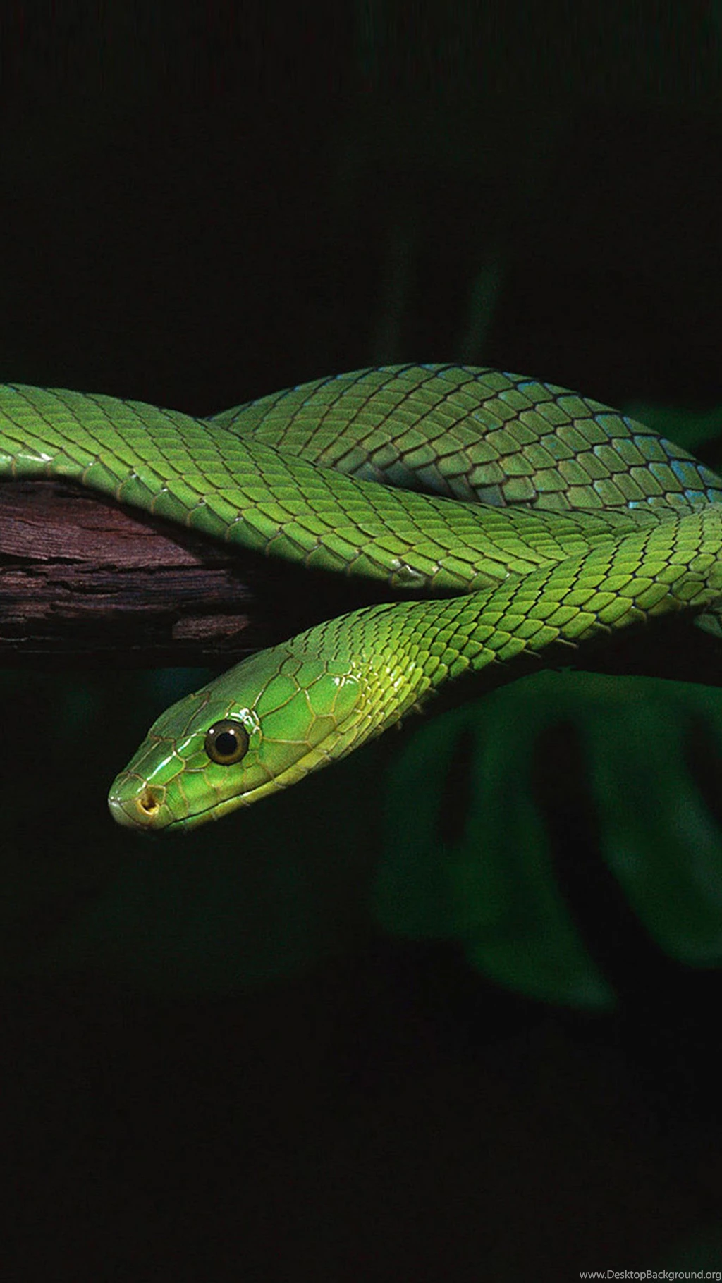 Green Snake HD Galaxy S6 Wallpapers