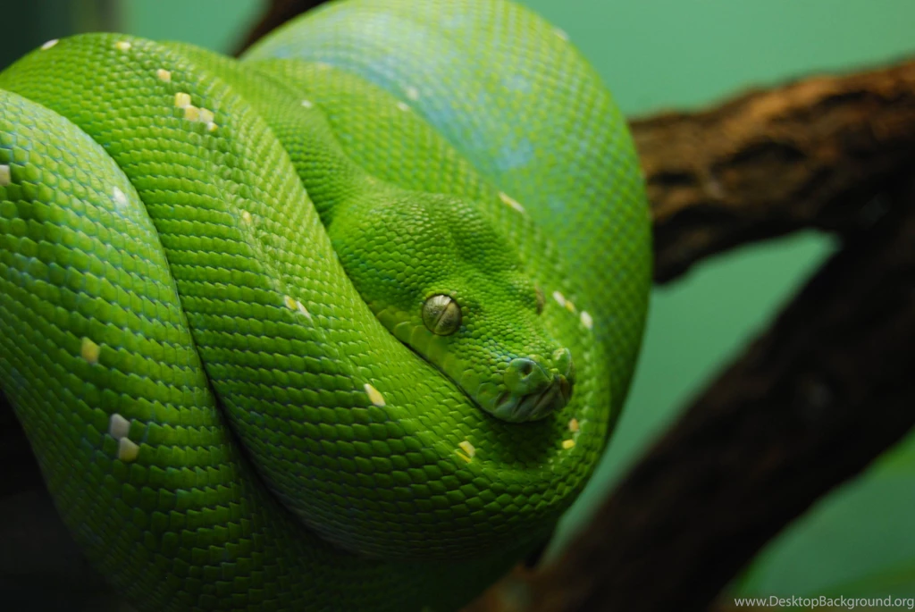 Snakes Wallpapers Barbaras HD Wallpapers