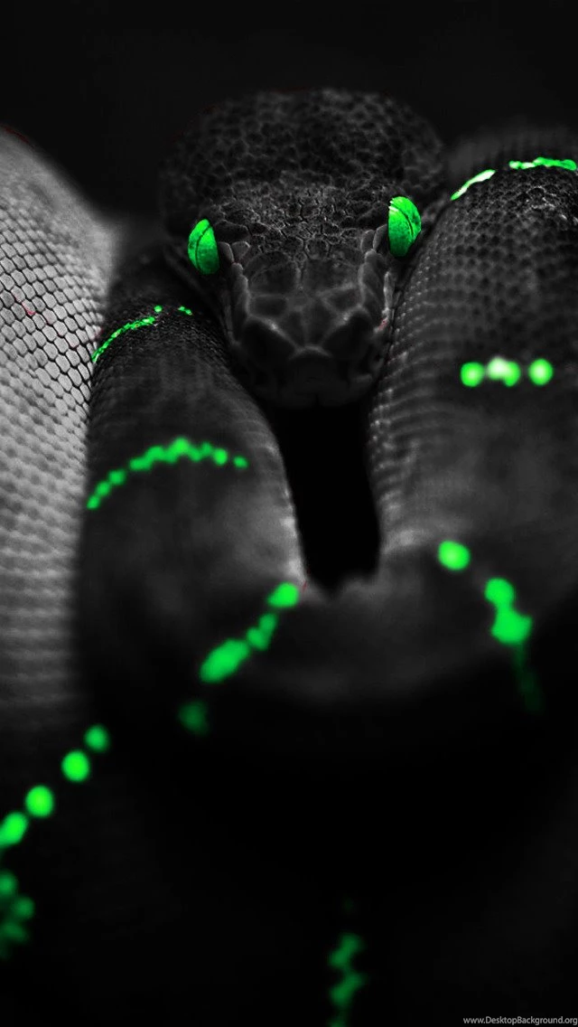 Green Snake iPhone 5 Wallpapers