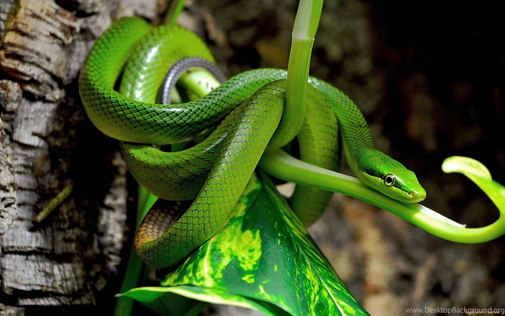 Viper Green Snake Desktop Backgrounds HD 1920x1200