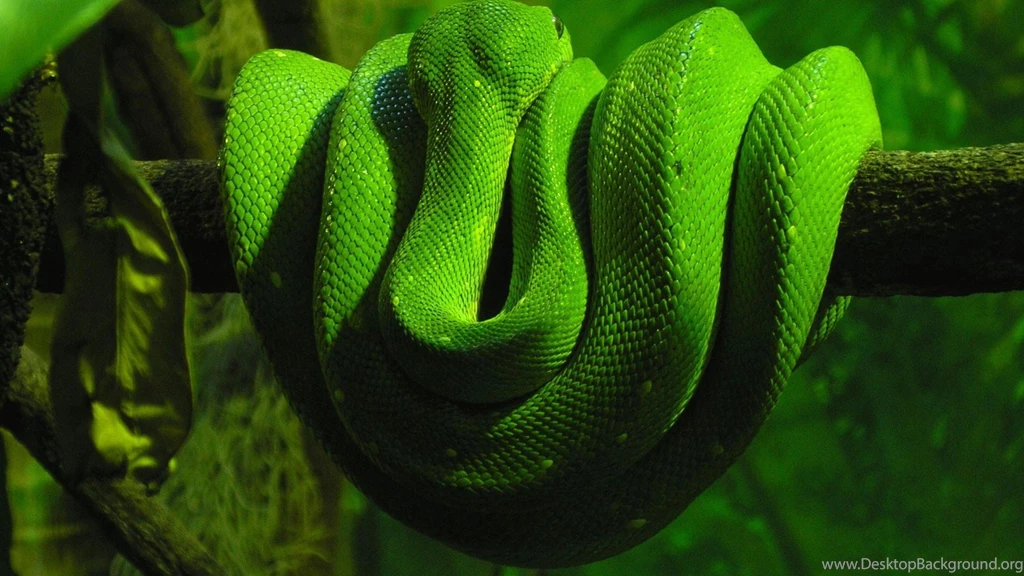 Animals Green Snake On A Branch Snake HD Wallpapers, Desktop ...