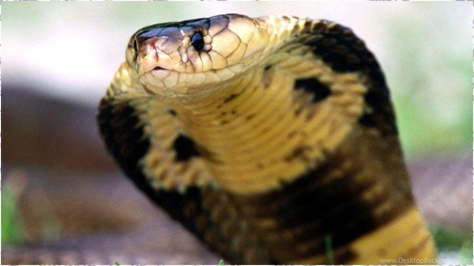Snake Wallpapers Android Apps On Google Play