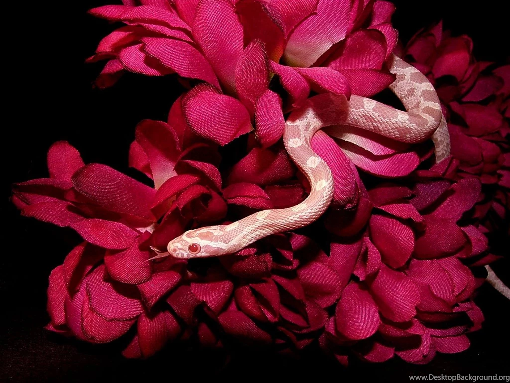 Pet Corn Snakes Wallpaper.