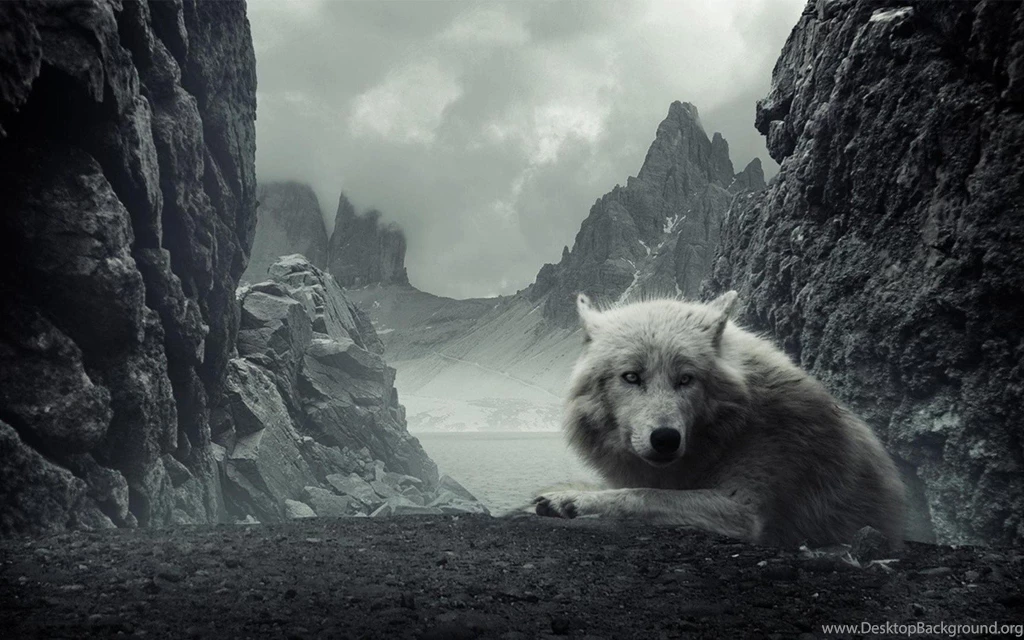 Description Wildlife Gray Wolf Image 09 Is High Definition ...