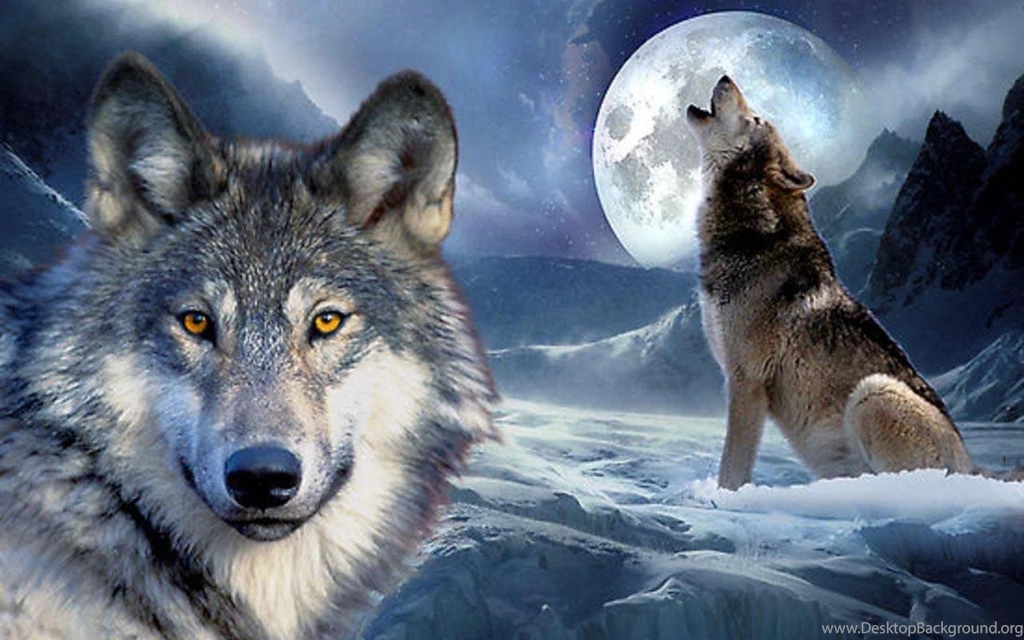 Gray Wolf Wallpapers