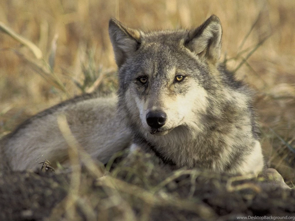 Gray Wolf