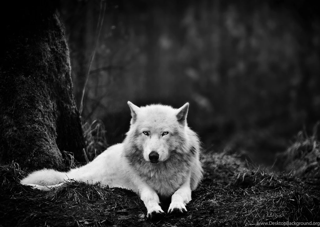 Set Of Gray Wolf Pics Pictures On Animal Picture Society