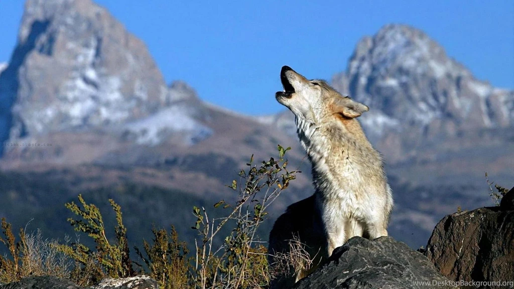 Wolf Animals Gray Wolf HD Wallpapers, Desktop Backgrounds, Mobile ...