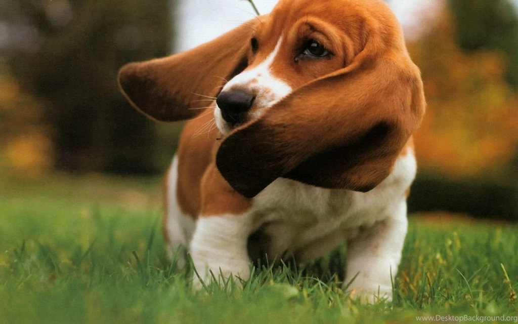 Basset Hound Wallpapers Wallpapers Cave