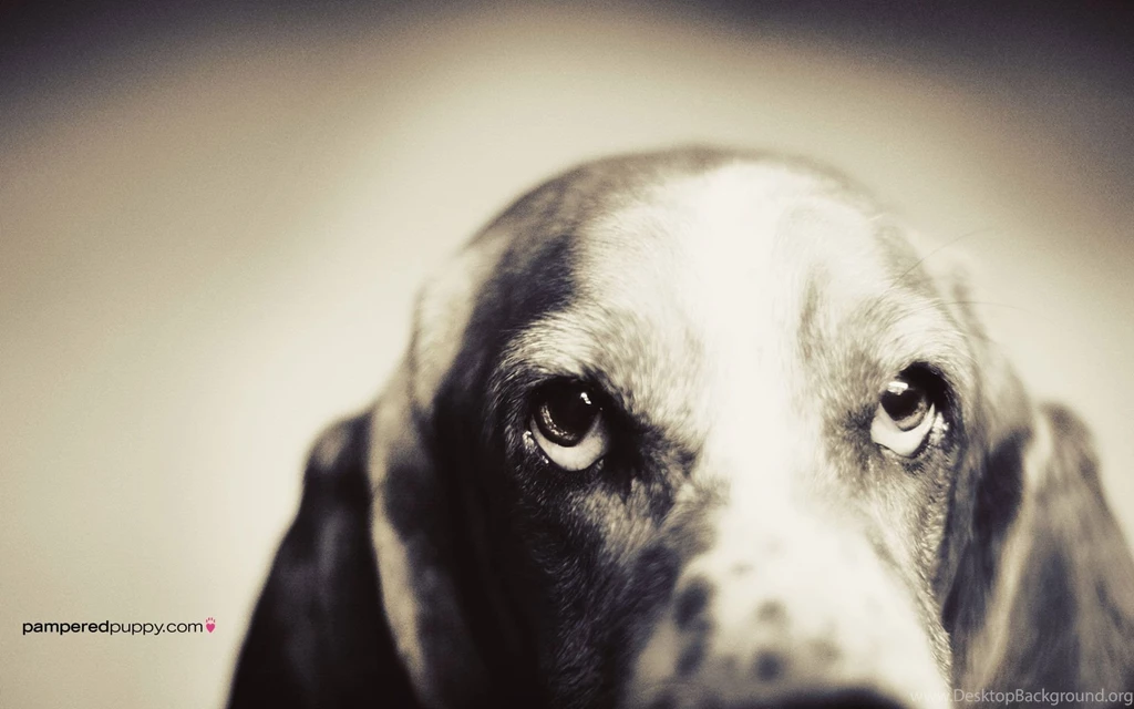 Basset Hound Wallpapers Wallpapers Cave