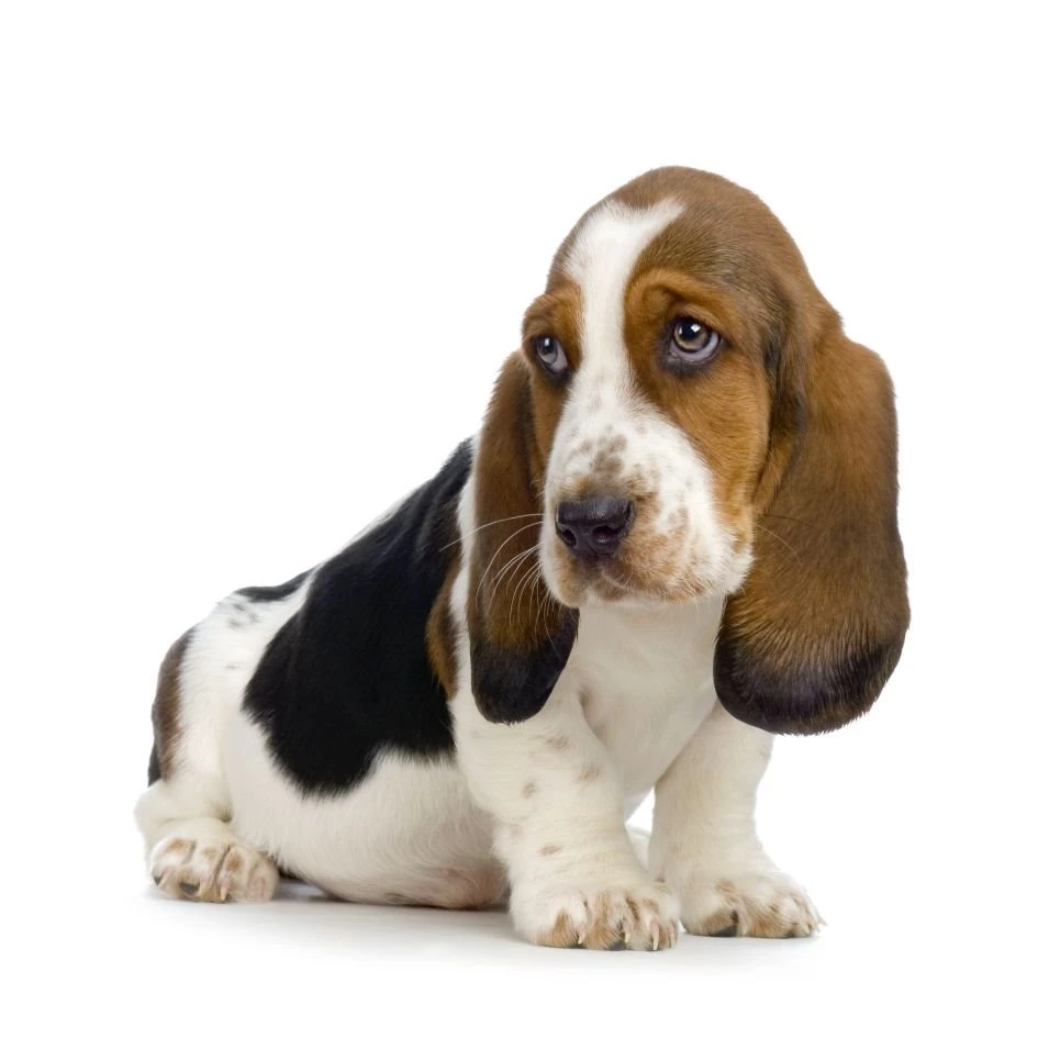 Basset Hound Wallpapers Desktop