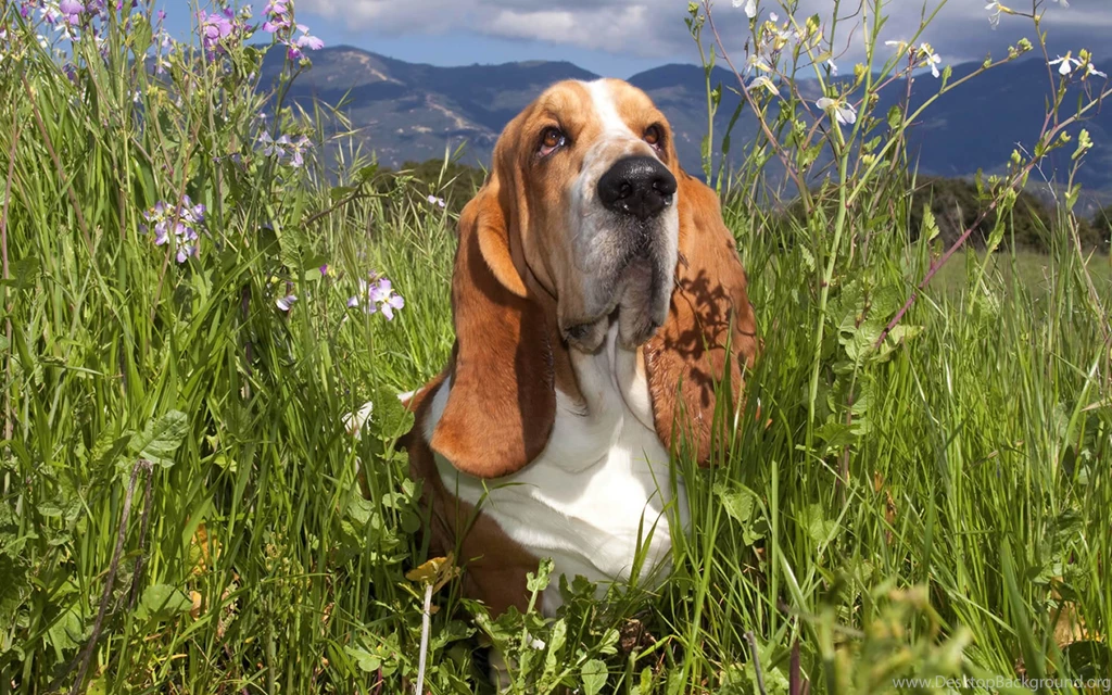 Basset Hound Computer Wallpapers, Desktop Backgrounds