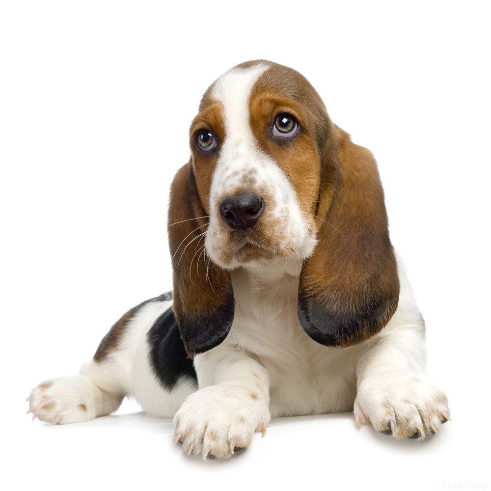 Basset Hound Dogs Wallpapers HD Wallpapers