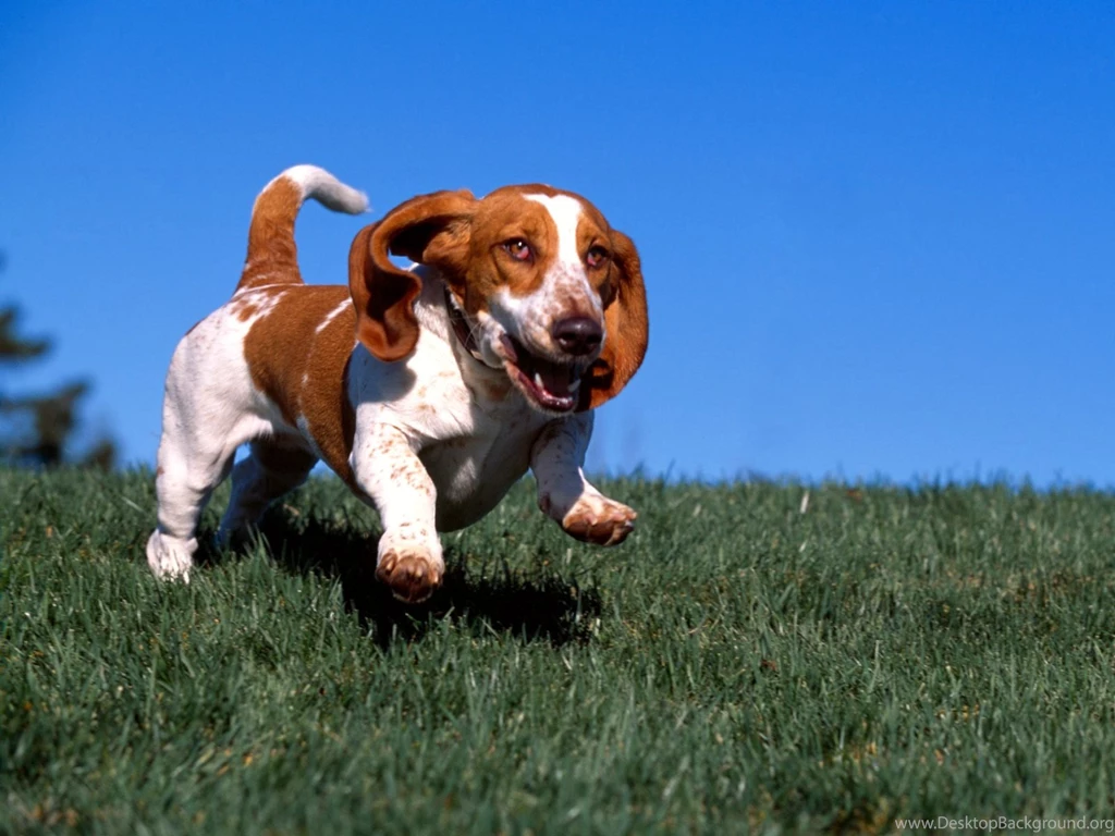 HD Basset Hound Running Wallpapers New Post Has Been Published On ...