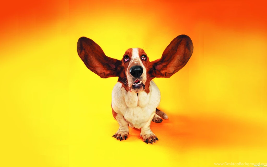 Funny Basset Hound On An Orange Backgrounds Wallpapers And Images ...