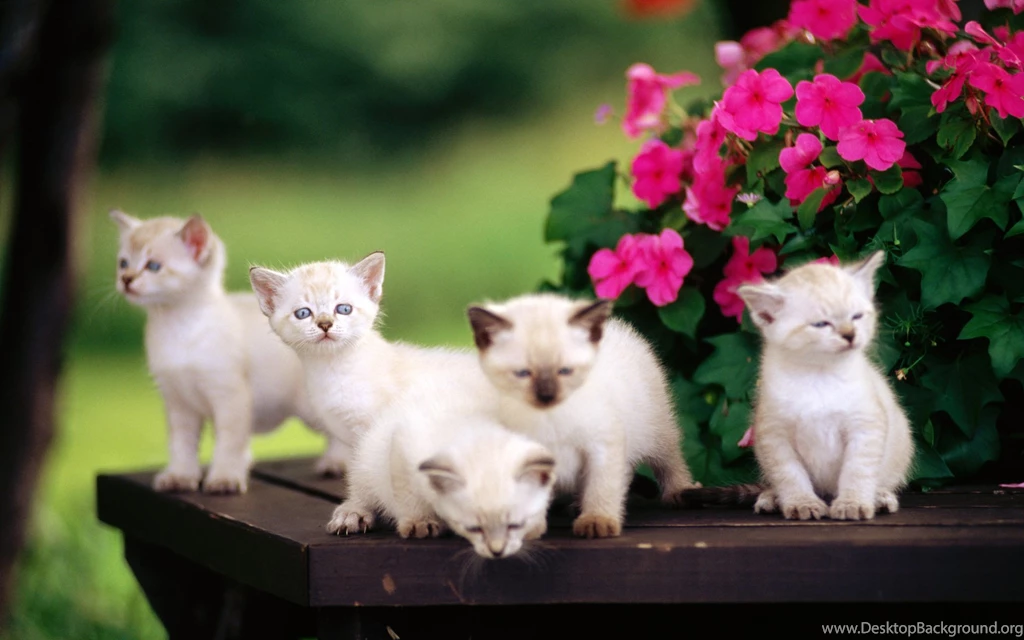Cute Baby Cats Wallpaper.