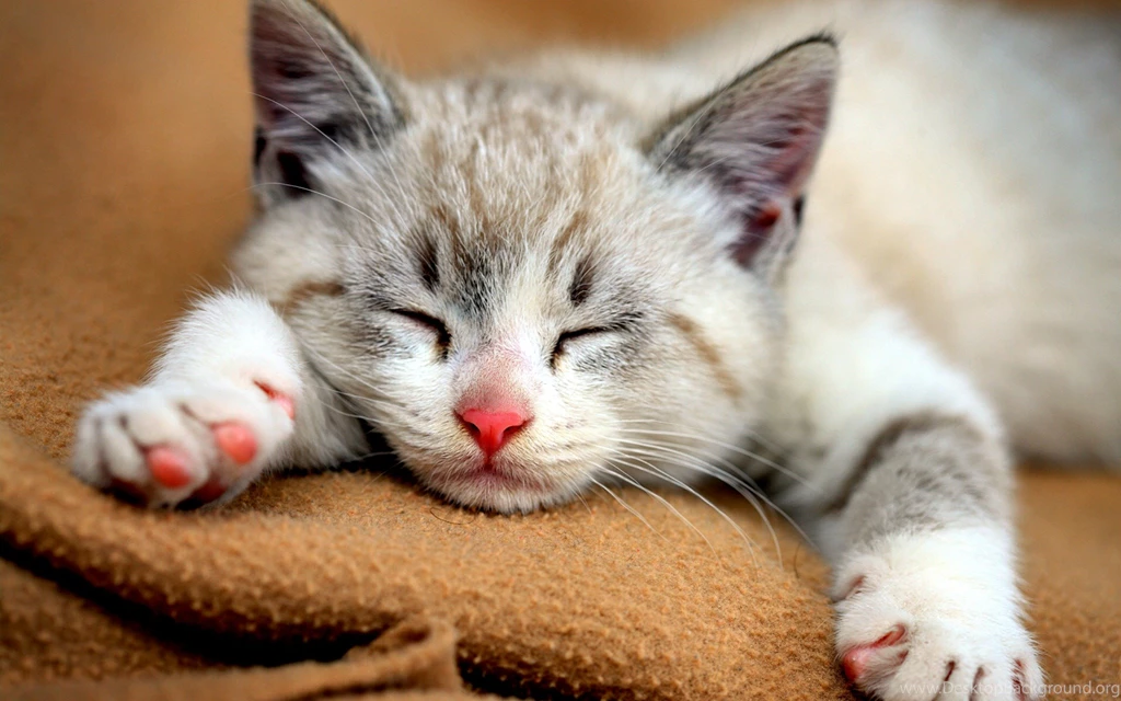 Animal Wallpaper: Cute Baby Cats Wallpapers High Quality Resolution ...