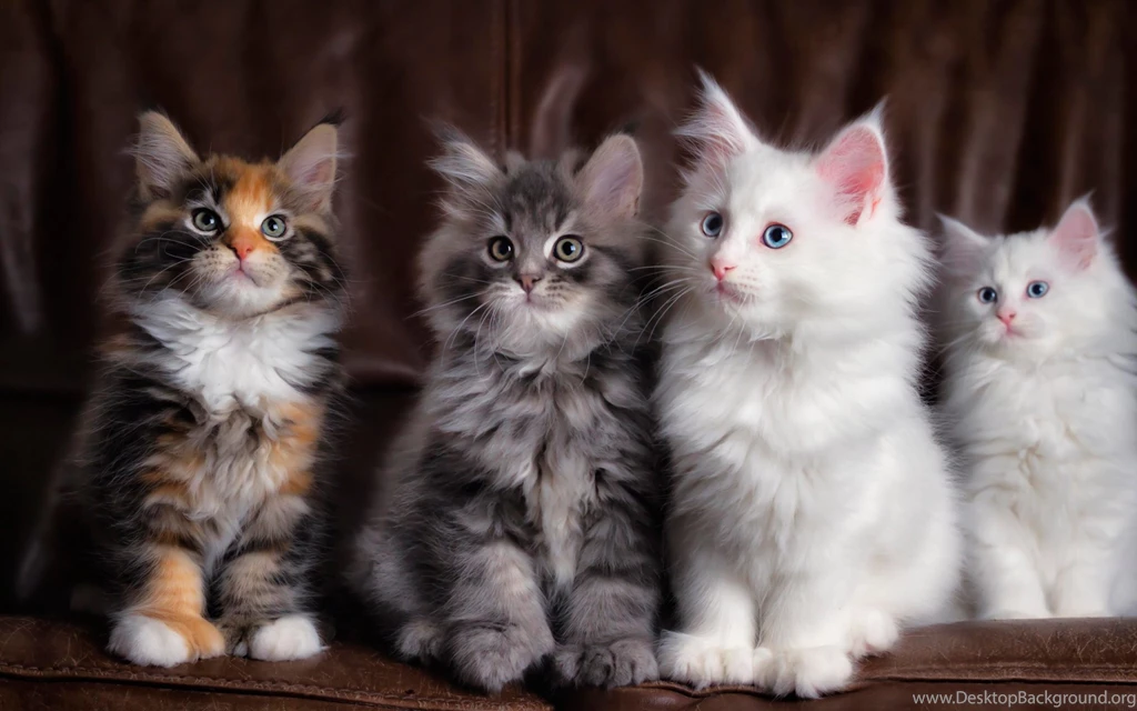 Cute Cats Wallpapers Download For Desktop, PC & Mobile