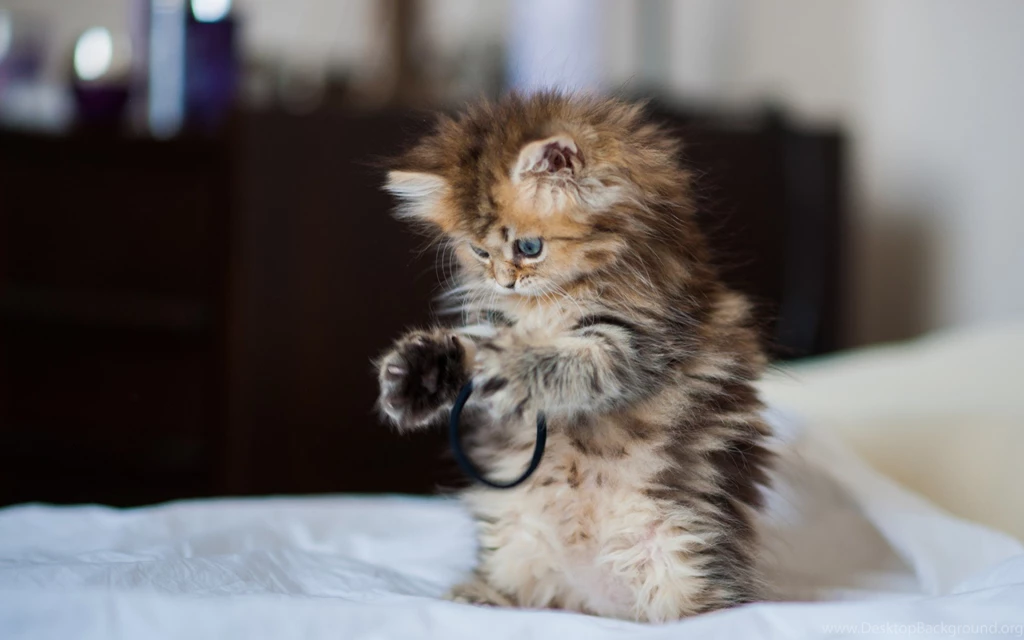 Cute Baby Cats Wallpapers High Quality Resolution