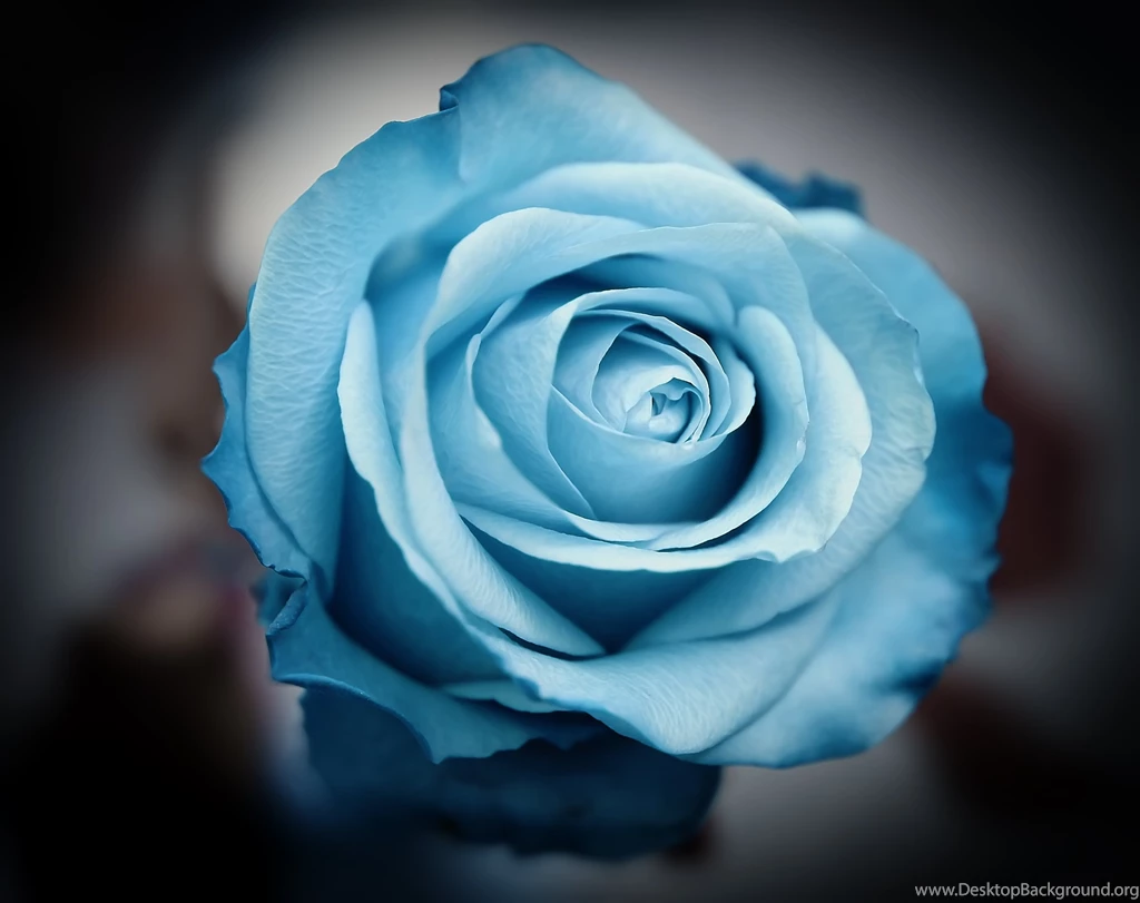 Serene Flower