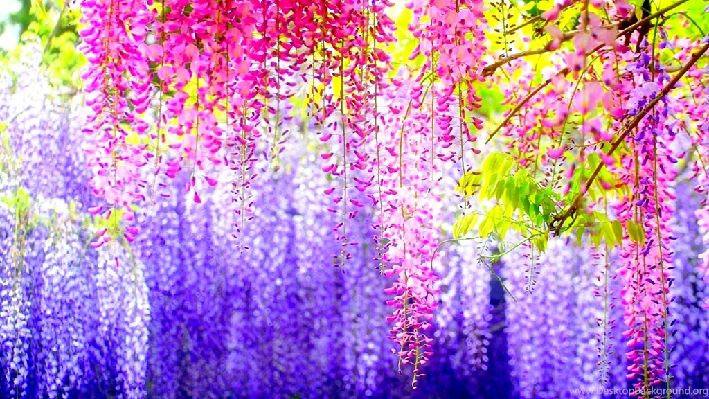50 Free Spring Wallpapers HD For Desktop