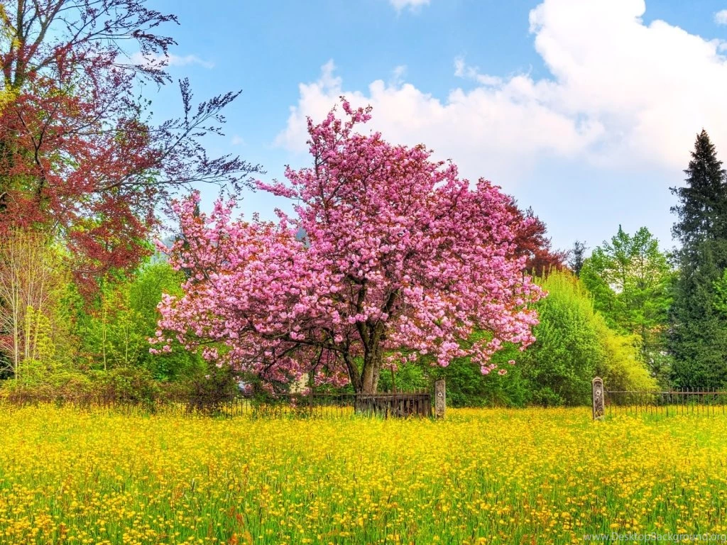Beautiful Spring Wallpapers