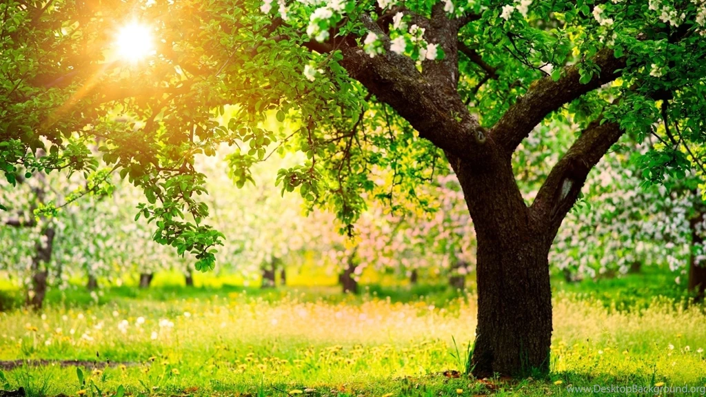 Beautiful Spring Scenery Wallpapers Hd