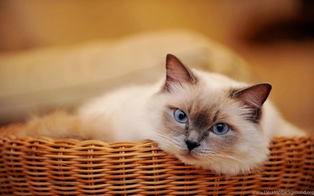 Cat Wallpapers Android Apps On Google Play