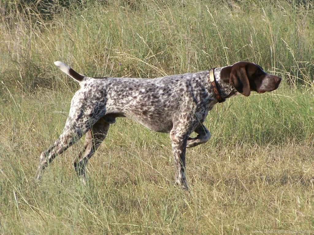 German Shorthaired Pointer Wallpapers