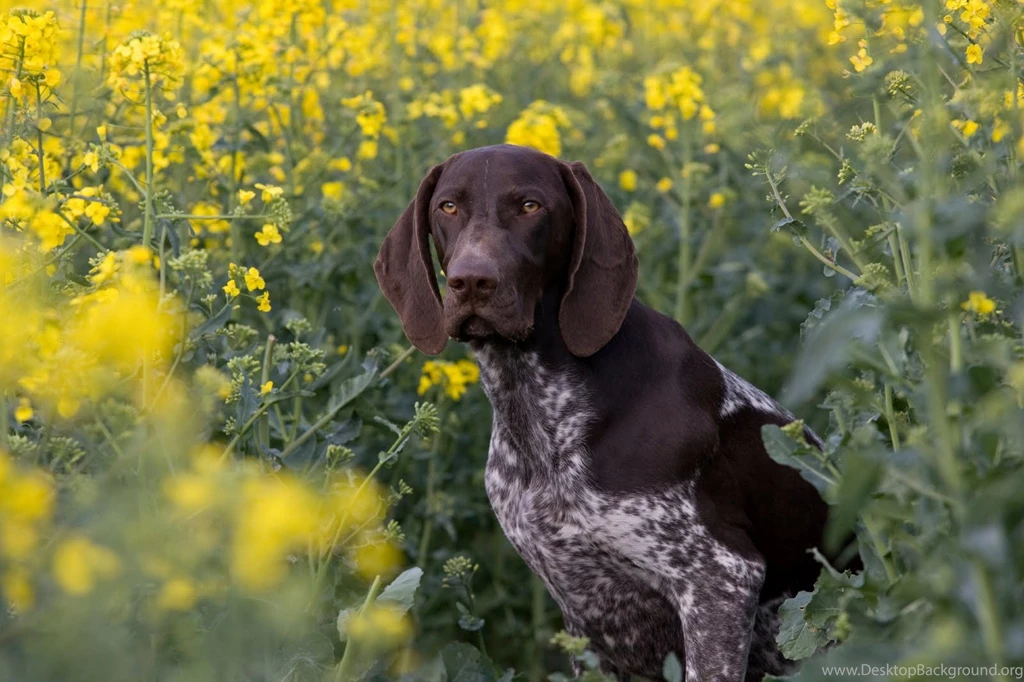 German Shorthaired Pointer Wallpapers