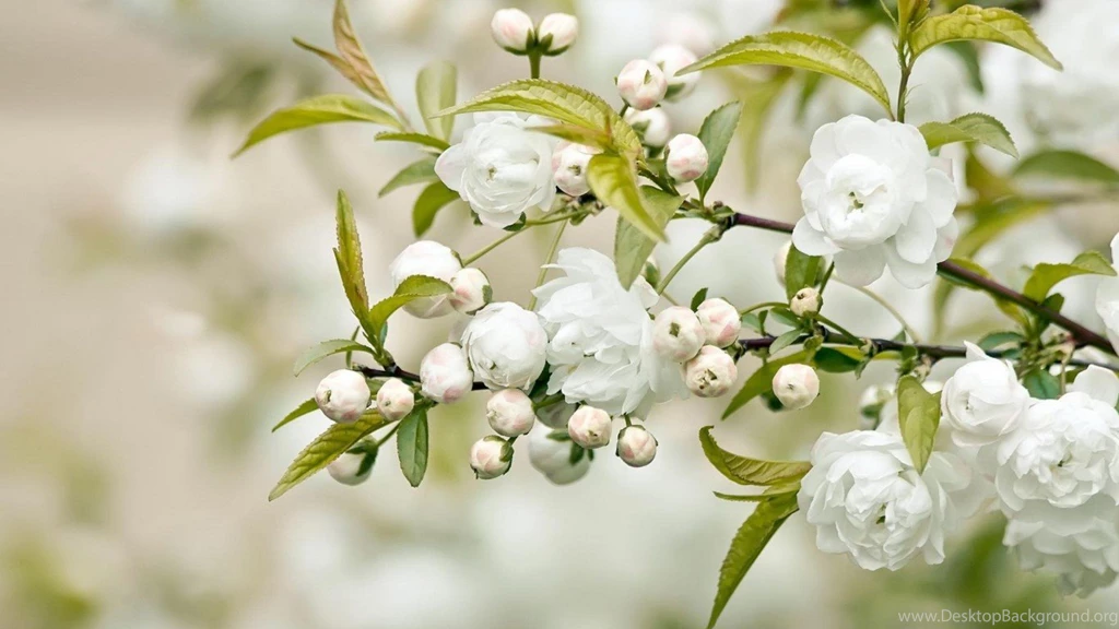 Desktop Wallpapers Hd 3d Full Screen Flowers DesktopImage 2 Of 5 ...