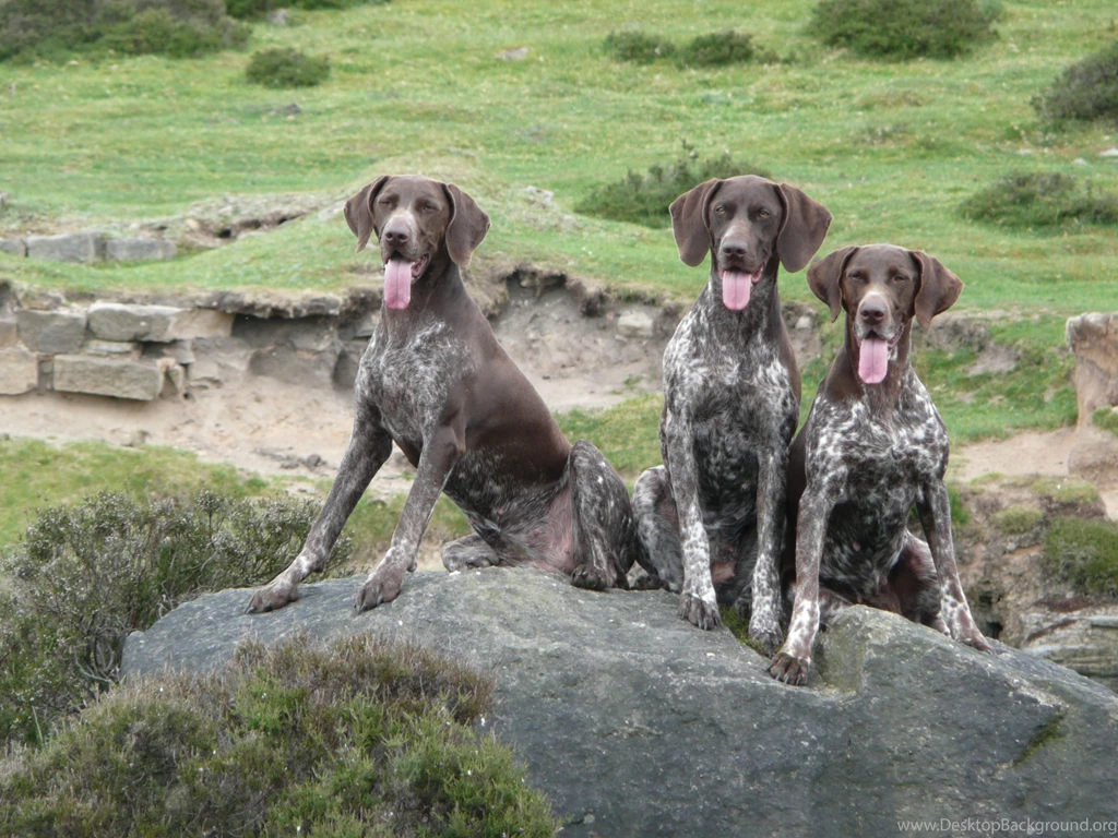 Three German Shorthaired Pointer Dogs Photo And Wallpapers ...