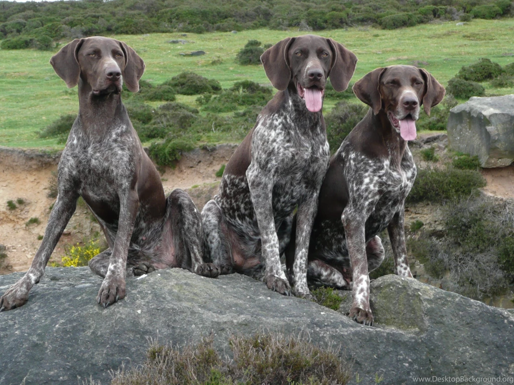 German Shorthaired Pointer Wallpapers
