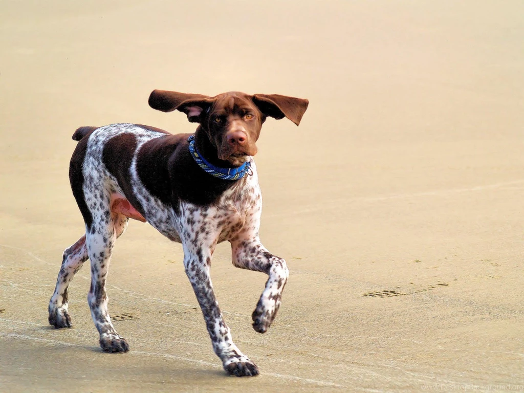 German Shorthaired Pointer Wallpapers