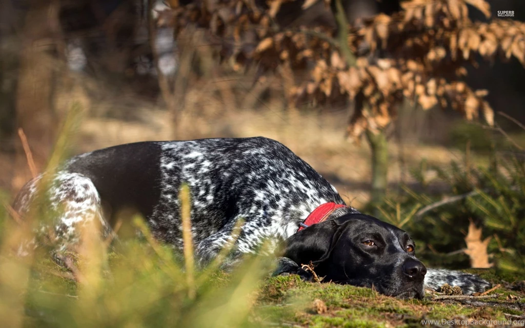 German Shorthaired Pointer Wallpapers For Desktop