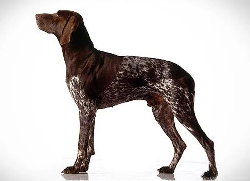 German Shorthaired Pointer Dog And Puppy Picture