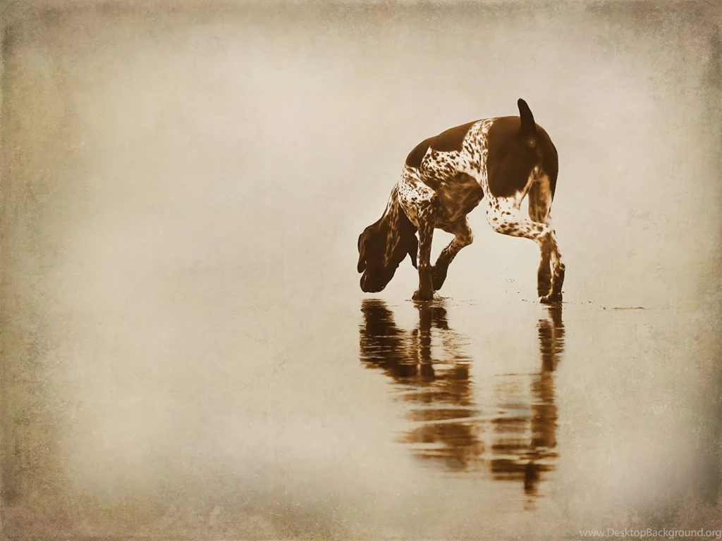 German Shorthaired Pointer Hunting Wallpapers Wallpaper.