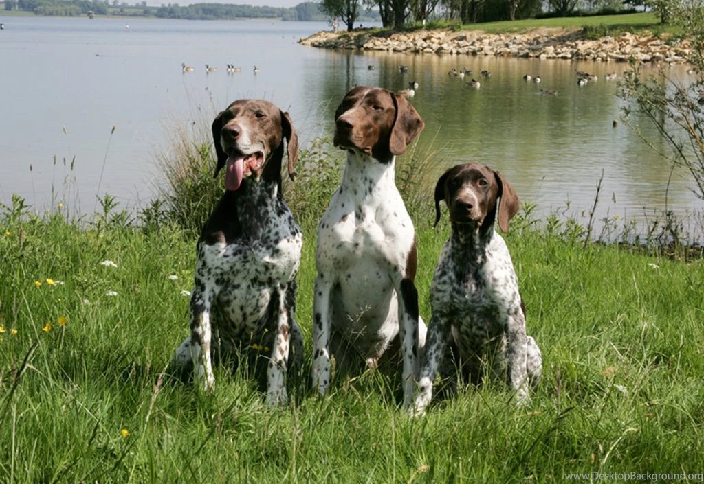 German Shorthaired Pointer Wallpapers HD Download