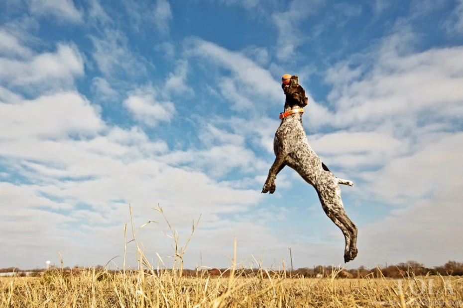 German Shorthaired Pointer Pet Dog 16 High Resolution Wallpapers ...