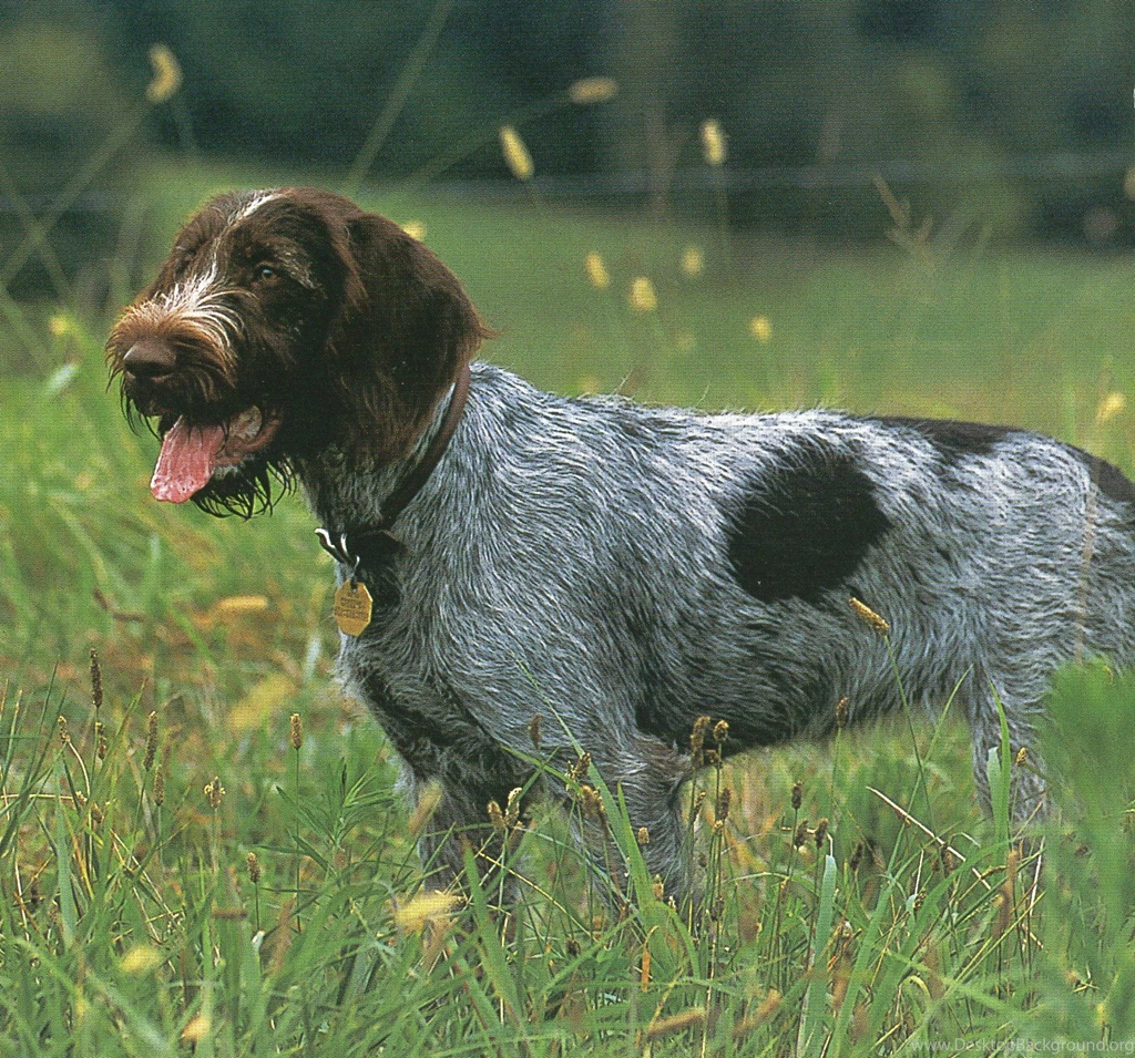 Pointer Dog Puppies