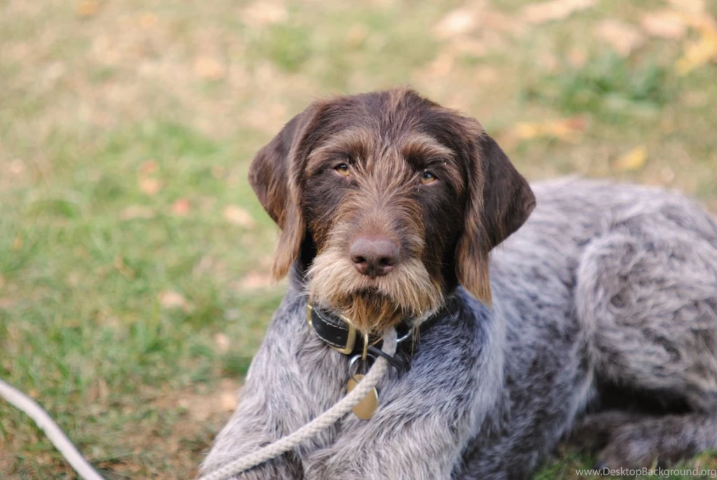 German Wirehaired Pointer Wallpapers HD Download