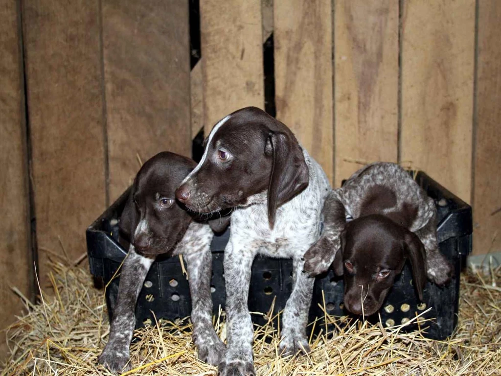 Dog breeds G German Shorthaired Pointer Page 8