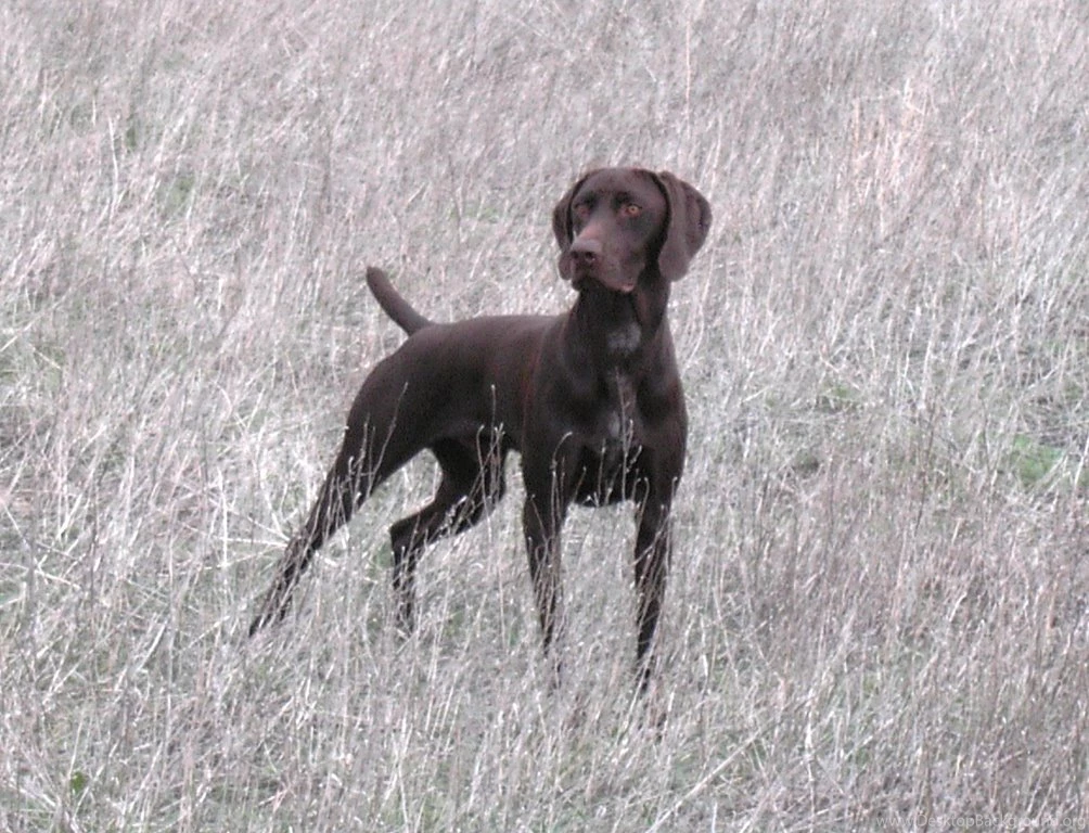Dog breeds G German Shorthaired Pointer Page 15