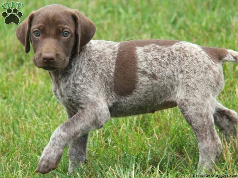 German Shorthaired Pointer Colors 16 Wide Wallpapers ...