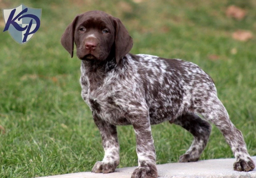 German Shorthaired Pointer Puppies 37 Hd Wallpapers ...