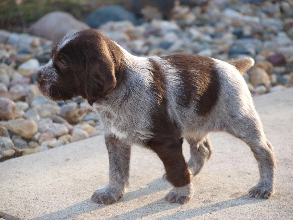 German Wirehaired Pointer Photos And Wallpapers. The Beautiful ...